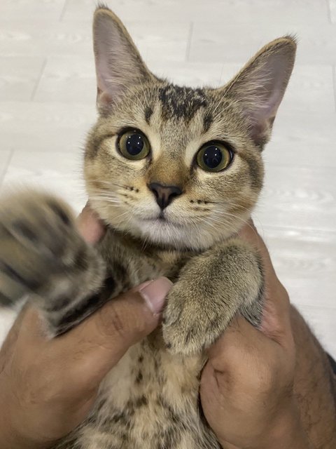 Binky - Domestic Short Hair + British Shorthair Cat