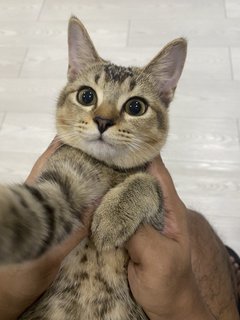 Binky - Domestic Short Hair + British Shorthair Cat