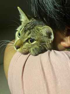 Binky - Domestic Short Hair + British Shorthair Cat