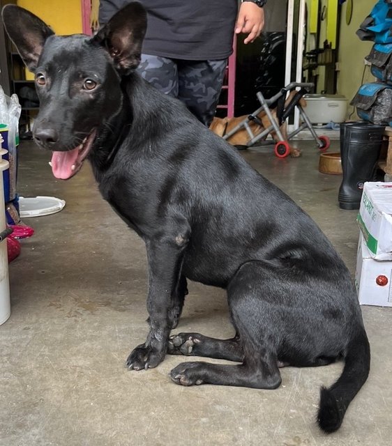 Ben &amp; Family - Mixed Breed Dog