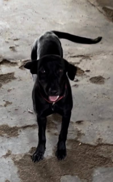 Ben &amp; Family - Mixed Breed Dog