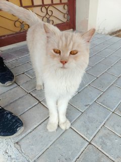 Matty - Persian Cat