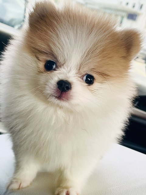 Daisy  - Pomeranian Dog