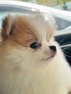 Daisy  - Pomeranian Dog