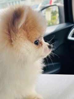 Daisy  - Pomeranian Dog