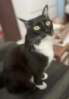 Matilda - Tuxedo + Domestic Medium Hair Cat