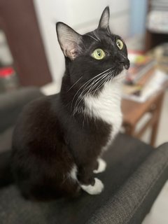 Matilda - Tuxedo + Domestic Medium Hair Cat