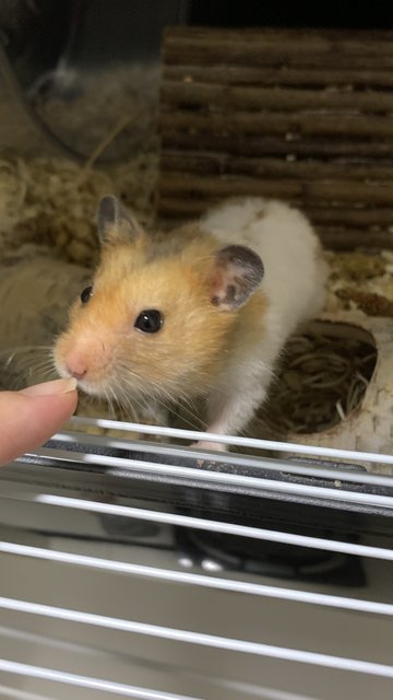 Tofu - Syrian / Golden Hamster Hamster