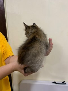 Pong Pong - Domestic Long Hair Cat