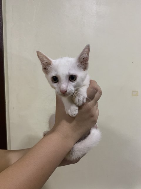 Xiao Bai - Domestic Short Hair Cat