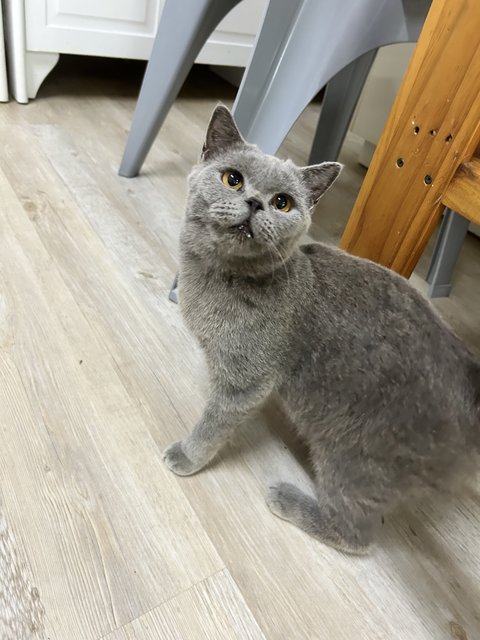 British Short Hair - British Shorthair Cat