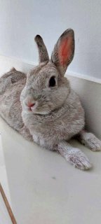 Herbie - Dwarf Rabbit