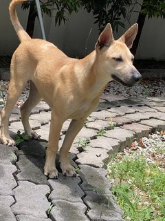 Peanut - Mixed Breed Dog