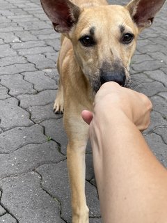 Peanut - Mixed Breed Dog