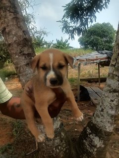 A,b,c,d,e - Mixed Breed Dog