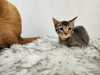 Whiskey Cat - Domestic Short Hair Cat