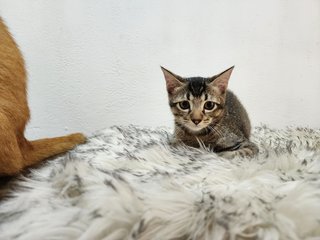 Whiskey Cat - Domestic Short Hair Cat
