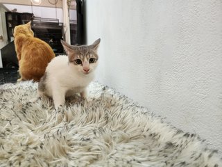 Bailey Cat - Domestic Short Hair Cat