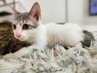 Bailey Cat - Domestic Short Hair Cat