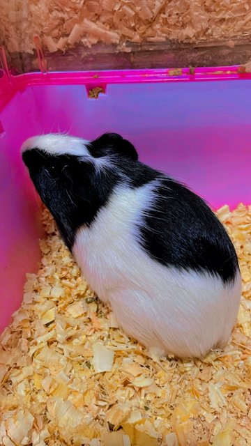 American Gp - Guinea Pig Small & Furry