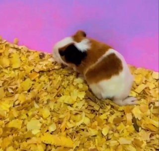 American Gp - Guinea Pig Small & Furry