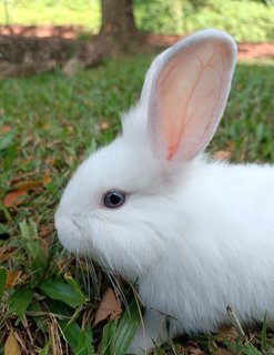 Shirayuki - Lionhead + Bunny Rabbit Rabbit