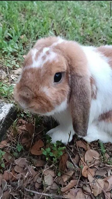 Caramel - Holland Lop Rabbit