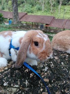 Caramel - Holland Lop Rabbit