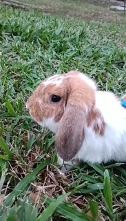 Caramel - Holland Lop Rabbit