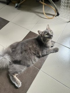 Kiki - Domestic Long Hair Cat