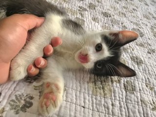 Pablo - Domestic Short Hair Cat