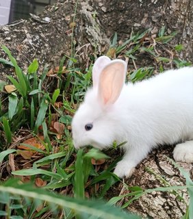 Shirayukii - Lionhead + New Zealand Rabbit