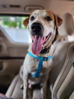 Mekdi (Macd) - Labrador Retriever Mix Dog