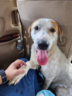 Mekdi (Macd) - Labrador Retriever Mix Dog