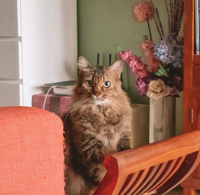 Dedek - Domestic Medium Hair Cat