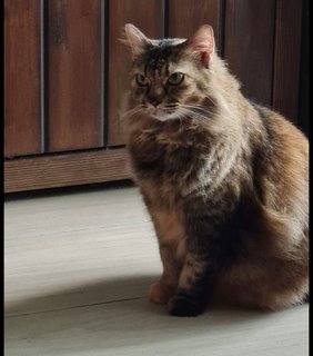 Dedek - Domestic Medium Hair Cat