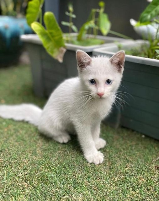 Cotton - Domestic Medium Hair Cat