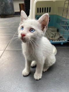 Cotton - Domestic Medium Hair Cat