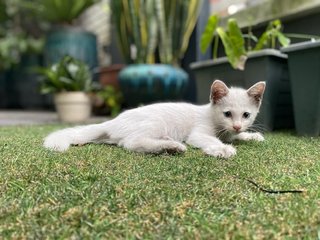 Cotton - Domestic Medium Hair Cat