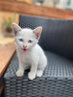 Cotton - Domestic Medium Hair Cat