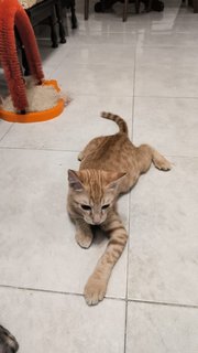 浅浅 - Domestic Short Hair Cat