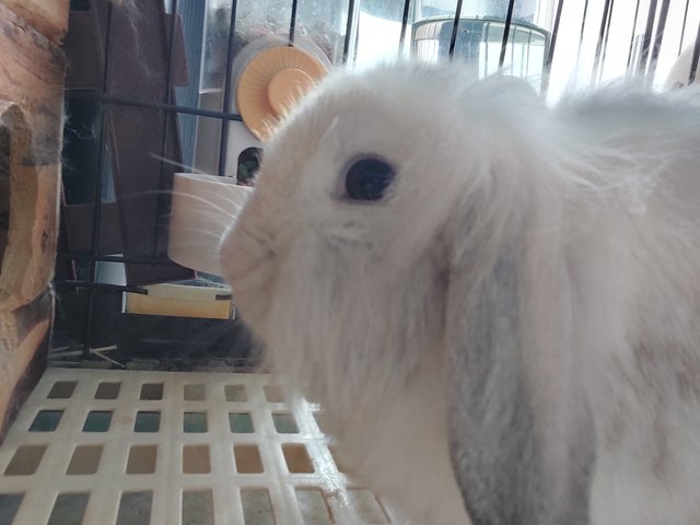 Floppy &amp; Kathy - Holland Lop Rabbit