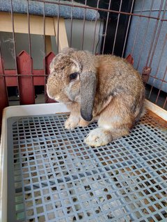 Floppy &amp; Kathy - Holland Lop Rabbit