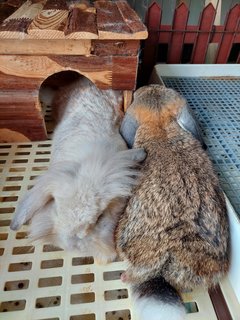 Floppy &amp; Kathy - Holland Lop Rabbit