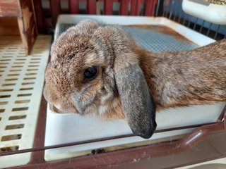 Floppy &amp; Kathy - Holland Lop Rabbit