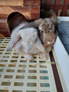 Floppy &amp; Kathy - Holland Lop Rabbit