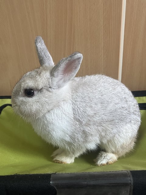 Bun Bun - Netherland Dwarf Rabbit