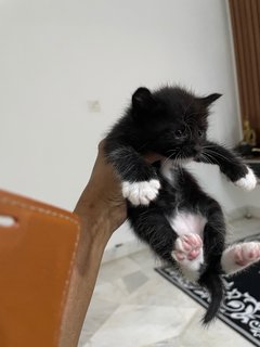 Hitam - Domestic Medium Hair Cat