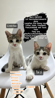 Tai Zhi - Domestic Medium Hair + Domestic Short Hair Cat