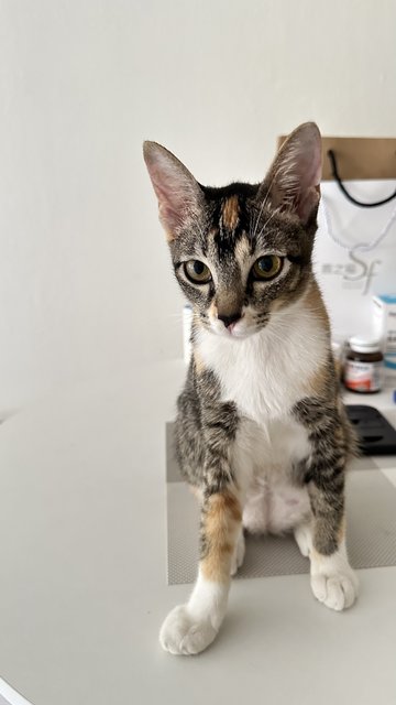 San Se - Domestic Medium Hair Cat